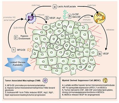 The Sweet Surrender: How Myeloid Cell Metabolic Plasticity Shapes the Tumor Microenvironment